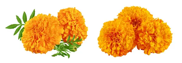 Fresh Marigold Tagetes Erecta Flower Isolated White Background Full Depth Royalty Free Stock Images