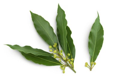 Taze Laurel yaprakları beyaz arka planda izole. Yeşil defne yaprağı. Üst Manzara. Düz yatıyordu