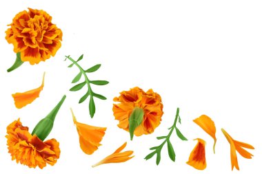 Beyaz arka planda izole edilmiş taze kadife çiçeği ya da tagetes erekta çiçeği. Metnin için kopyalama alanı olan üst görünüm. Düz yatıyordu.