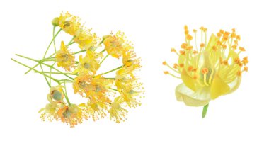 Beyaz arkaplanda yaprağı olan ıhlamur çiçekleri.