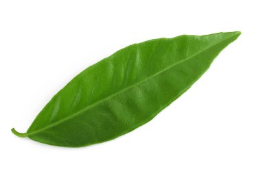 Citrus yaprakları beyaz arkaplanda yalıtılmış,