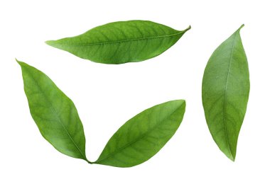 Beyaz arkaplanda yeşil liçi yaprağı izole,