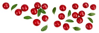 Beyaz arka planda yaprakları olan yabanmersini, geniş bir alana yayılmış. Metnin için kopyalama alanı olan üst görünüm. Düz yatıyordu.