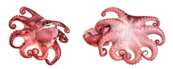 Small octopus isolated on white background. Close up.