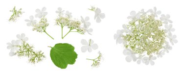 Beyaz arka planda izole edilmiş Viburnum çiçeği. Üst Manzara. Düz yatıyordu