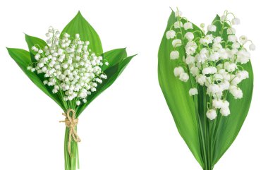 Vadideki Lilly çiçekleri beyaz arka planda izole edilmiş, geniş bir alana yayılmış.,