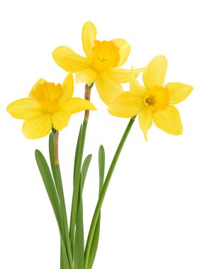 Nergis çiçeği ya da narsisus beyaz arka planda tam derinlikte izole edilmiş..