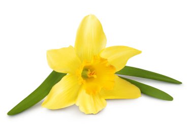 Nergis çiçeği ya da narsisus beyaz arka planda tam derinlikte izole edilmiş..