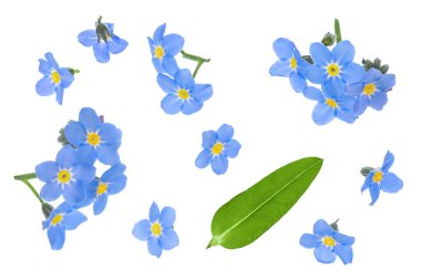 Beyaz arka planda izole edilmiş 