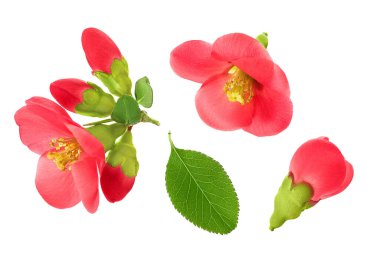 Chaenomeles speciosa ya da Japon ayva çiçeği beyaz arka planda izole.