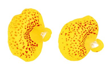 Calceolaria çiçeği beyaz arka planda izole edilmiş. Üst Manzara. Düz yatıyordu.