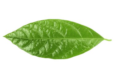 Avokado yaprakları beyaz arka planda izole edilmiş. Üst Manzara. Düz yatıyordu.