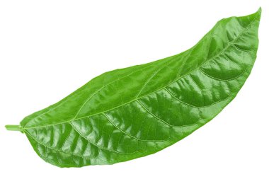 Çarkıfelek meyvesi yaprağı ya da marakuja beyaz arka planda izole edilmiş. Üst Manzara. Düz yatıyordu.