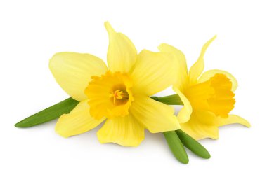 Nergis çiçeği ya da narsisus beyaz arka planda tam derinlikte izole edilmiş..