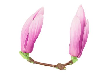 Pembe manolya çiçeği beyaz arka planda izole edilmiş, geniş bir alana yayılmış. Üst Manzara. Düz yatıyordu,