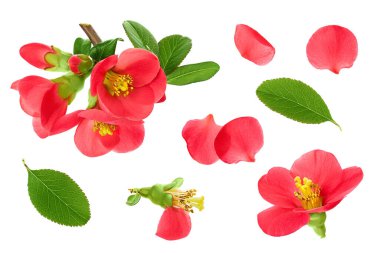 Chaenomeles speciosa ya da Japon ayva çiçeği beyaz arka planda izole.
