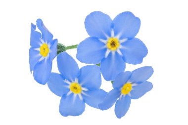 Beyaz arka planda izole edilmiş 