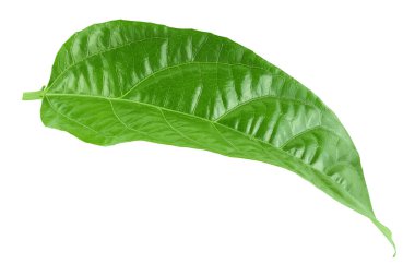 Çarkıfelek meyvesi yaprağı ya da marakuja beyaz arka planda izole edilmiş. Üst Manzara. Düz yatıyordu.