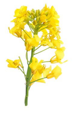 Beyaz arka planda izole edilmiş kolza çiçeği, Üst Manzara. Düz yatıyordu,