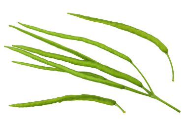 Beyaz arka planda izole edilmiş Celandine çiçeği tohumu. Üst Manzara. Düz yatıyordu.