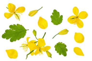 Beyaz arka planda izole edilmiş Celandine çiçeği. Üst Manzara. Düz yatıyordu.