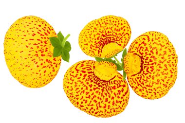 Calceolaria flower isolated on white background. Top view. Flat lay. clipart