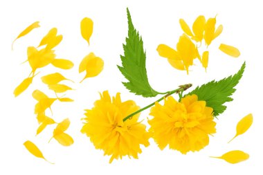 Kerria japonica 'nın sarı çiçeği beyaz arka planda izole edilmiş. Üst Manzara. Düz yatıyordu.