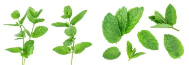 Beyaz arkaplanda izole edilmiş taze nane yaprakları,