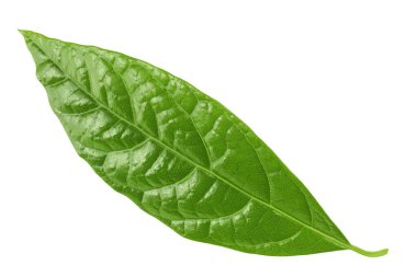 Avokado yaprakları beyaz arka planda izole edilmiş. Üst Manzara. Düz yatıyordu.