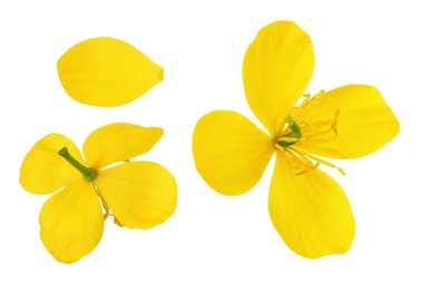Beyaz arka planda izole edilmiş Celandine çiçeği. Üst Manzara. Düz yatıyordu.