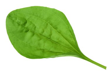 Beyaz arka planda izole edilmiş taze muz yaprakları. Üst Manzara. Düz yatıyordu.