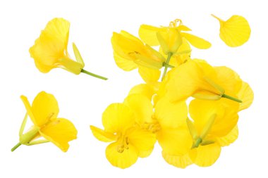 Beyaz arka planda izole edilmiş kolza çiçeği, Üst Manzara. Düz yatıyordu,