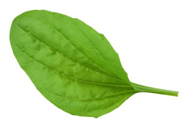 Beyaz arka planda izole edilmiş taze muz yaprakları. Üst Manzara. Düz yatıyordu.