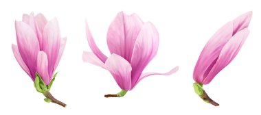 Pembe manolya çiçeği beyaz arka planda izole edilmiş, geniş bir alana yayılmış. Üst Manzara. Düz yatıyordu,