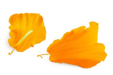 Taze kadife yaprakları ya da Tagetes ereksiyon çiçeği beyaz arka planda tam derinlikte izole edilmiş.