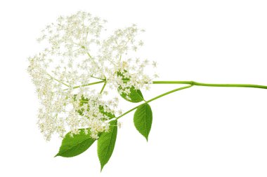 Mürver çiçeği ya da Sambucus zencisi beyaz arka planda izole edilmiş