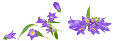 Campanula çiçeği beyaz arka planda izole edilmiş. Metnin için kopyalama alanı olan üst görünüm. Düz yatıyordu.