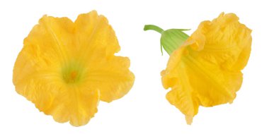 Beyaz arka planda izole edilmiş sarı balkabağı ya da kabak çiçeği. Üst Manzara. Düz yatıyordu.