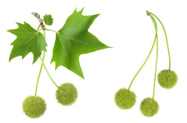 Sycamore düzlem ağacının beyaz arka planda izole edilmiş dalı. Üst Manzara. Düz yatıyordu,