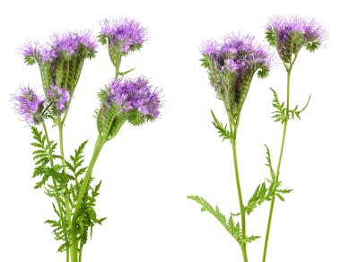 Phacelia çiçeği beyaz arka planda tam derinlikte izole edilmiş.,