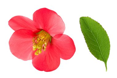 Chaenomeles speciosa ya da Japon ayva çiçeği beyaz arka planda izole.