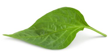 Sweet pepper leaf closeup isolated on white background. clipart