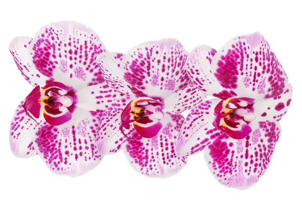 Beyaz arka plan üzerinde izole pembe phalaenopsis orkide çiçek.