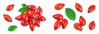 Rose kalçası beyaz arka planda izole edilmiş, geniş bir alana yayılmış. Üst Manzara. Düz yatıyordu