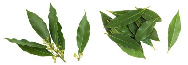 Taze Laurel yaprakları beyaz arka planda izole. Yeşil defne yaprağı. Üst Manzara. Düz yatıyordu