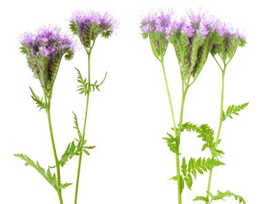 Phacelia çiçeği beyaz arka planda tam derinlikte izole edilmiş.,