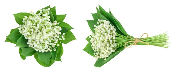 Stock image Lilly of the valley flowers isolated on white background with full depth of field. Top view.