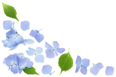 Mavi ortanca çiçeği beyaz arka planda izole edilmiş. Üst Manzara. Düz yatıyordu.