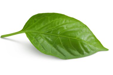 Beyaz arkaplanda izole edilmiş tatlı biber yaprağı..