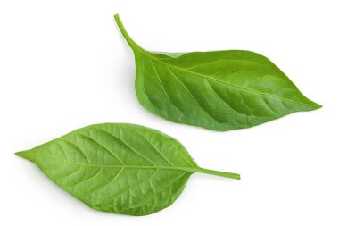 Beyaz arkaplanda izole edilmiş tatlı biber yaprağı..